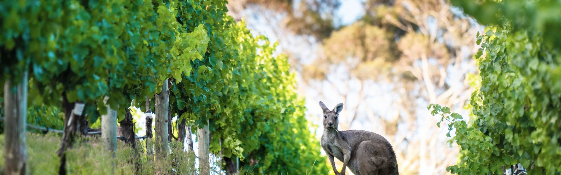 Wenn Wein auf KNnguru trifft