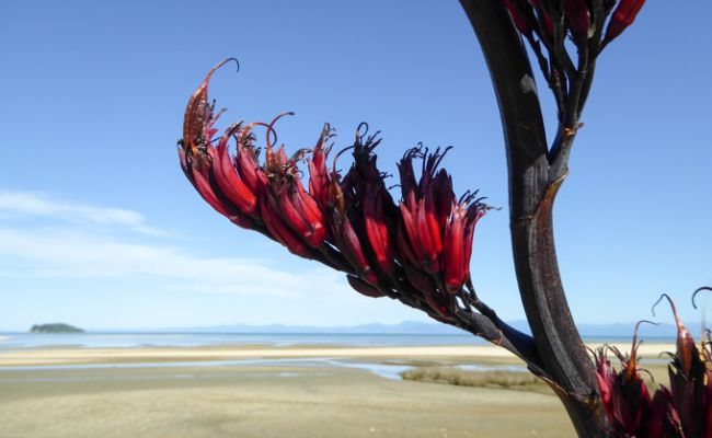 NeuseelandAbel Tasman Nationalpark 1
