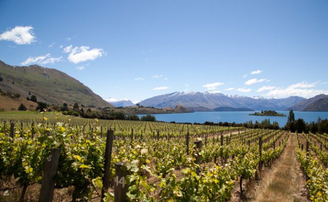 NeuseelandLake Wanaka Ribbon Vineyard