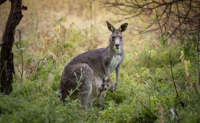 AustraliaTourism