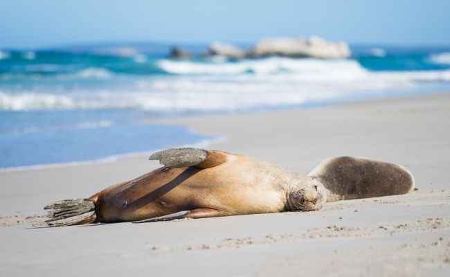 AustralienSouthAustraliaKangarooIsland Seeloewe
