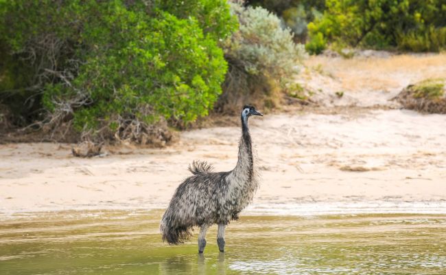 AustralienSAEmuimWasser