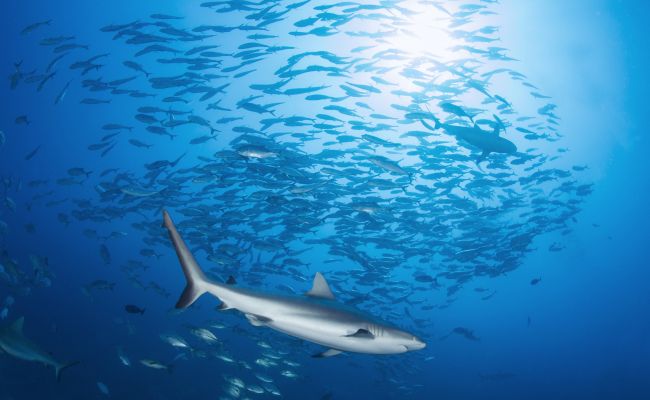 FijiRakiraki DivingBlightWaters