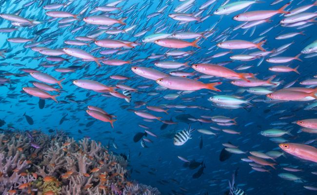 FijiRakiraki DivingBlightWaters