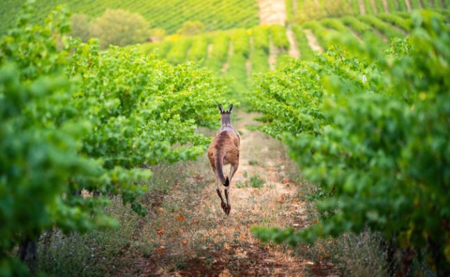 AustralienSouth AustraliaBarossa ValleyKaenguruh Vinyard 2 Phiticredit SATC