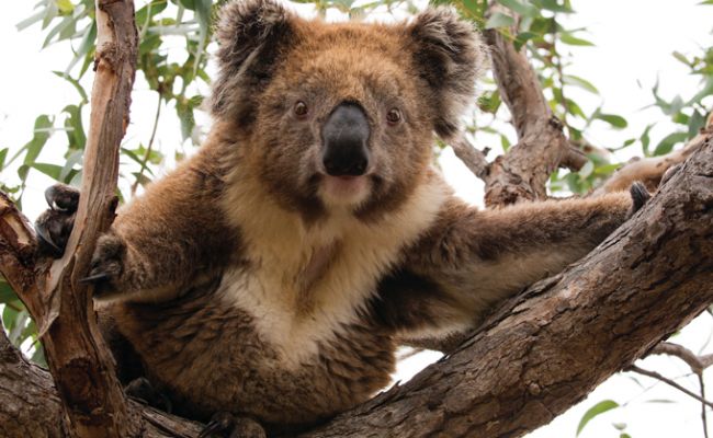 AustralienSouth AustraliaKangaroo IslandFlauschige Weggefaehrten auf Kangaroo