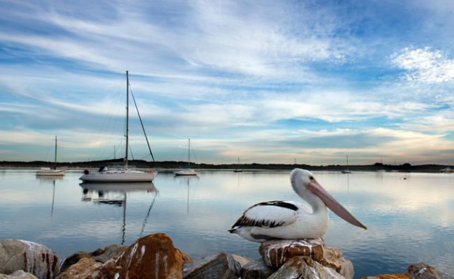 AustralienSouth AustraliaKangaroo IslandHarbour Pelikan Photocredit SATC