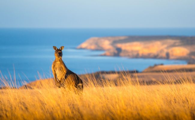 AustralienSouth AustraliaKangaroo IslandKaenguruh Photocredit SATC