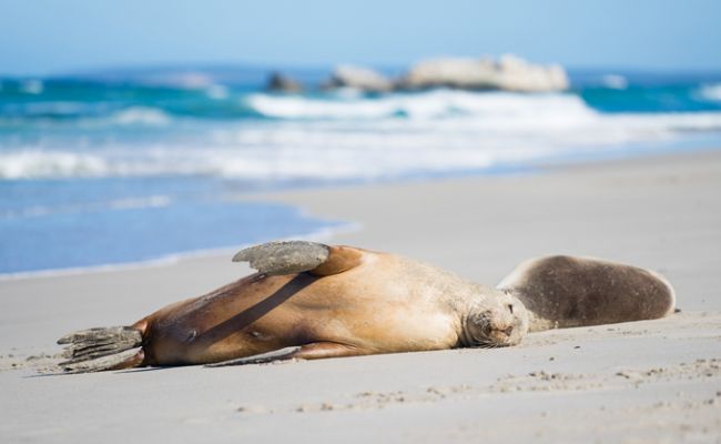 AustralienSouth AustraliaKangaroo IslandSeeloewen auf Kangaroo Island