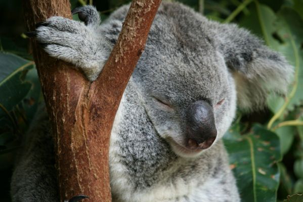 Koala