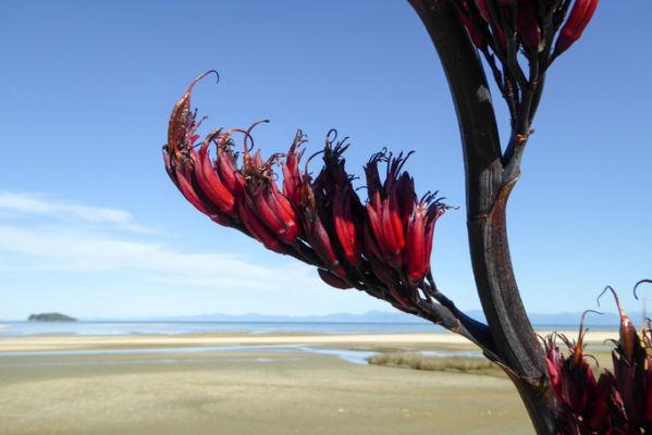 NeuseelandAbel Tasman Nationalpark 1