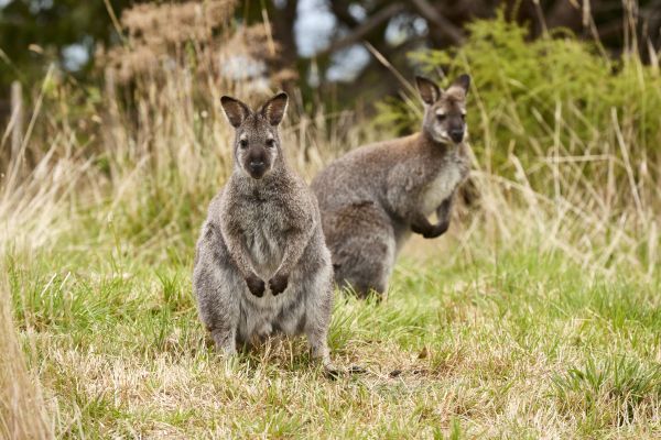 AustraliaTourism