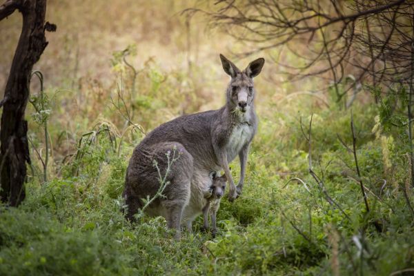 AustraliaTourism