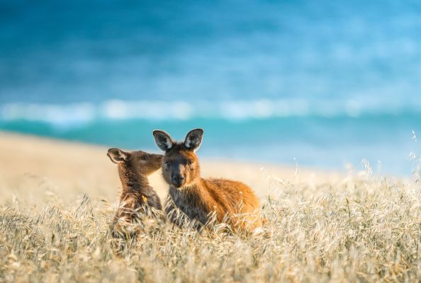 AustralienSouthAustralia Wildlife