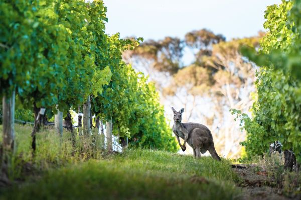 AustralienSouthAustralia Coonawarra