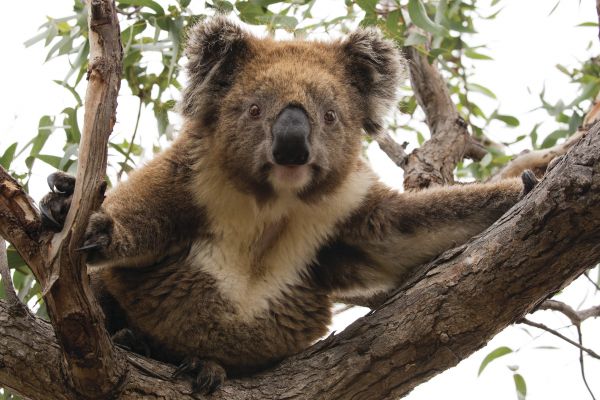 AustralienSouthAustraliaKangarooIsland Koala