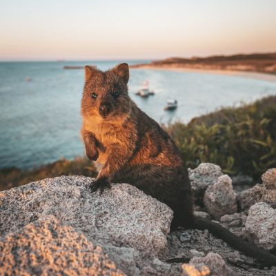 AustralienWesternAustraliaWombat