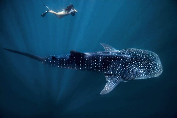 AustralienWesternAustraliaNingalooMarinePark SwimmingShark