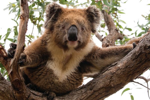 AustralienSouth AustraliaKangaroo IslandFlauschige Weggefaehrten auf Kangaroo