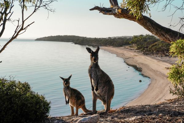 AustralienSouth AustraliaKangaroo IslandKaenguruhs Photocredit SATC