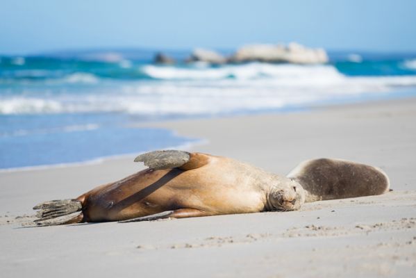 AustralienSouth AustraliaKangaroo IslandSeeloewen auf Kangaroo Island