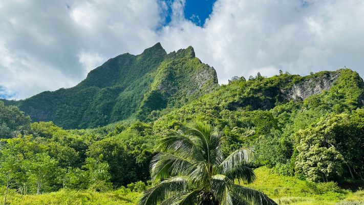 HDfranzoesisch polynesienMoorearegenwald Berg