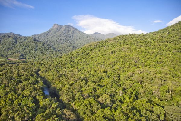 HDAustralienQLDDaintreeDaintree Nationalpark