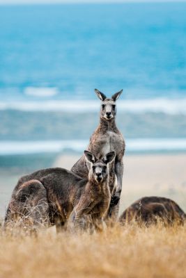 HDAustralienVICGreat Ocean RdKaengurus 158145 56
