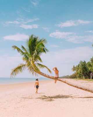 HDAustralienQLDMission BeachPalmenstrand 138565