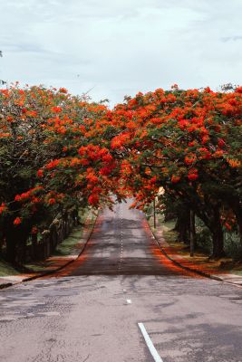 HDFijiSuva Strasse vijesh datt unsplash